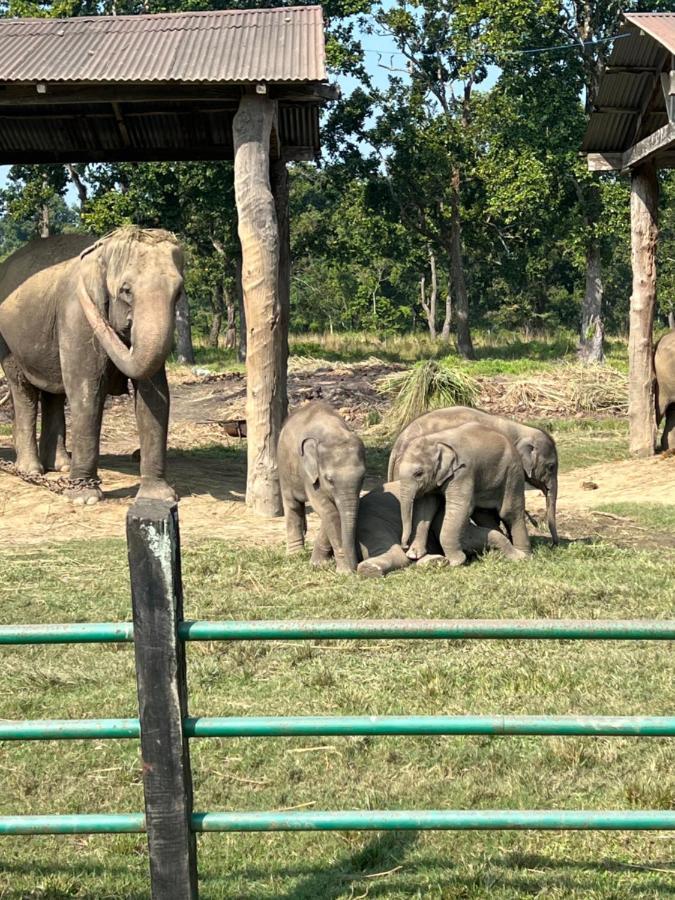 Chitwan Park Village Sauraha Exterior photo